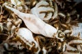 xenia shrimp in soft coral Royalty Free Stock Photo