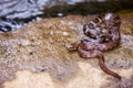 Xenochrophis asperrimus - Boulenger's keelback snake Royalty Free Stock Photo