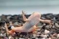 Xenopus laevis (African clawed frog)