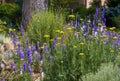 A Xeriscape garden with Golden Yarrow and Purple Larkspur plants Royalty Free Stock Photo