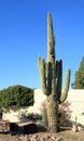 Beautiful grown up Saguaro in Arizona Front Yard Royalty Free Stock Photo