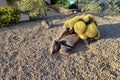 Xeriscaped front yard hill with golden barrel cacti and boulders, Phoenix, AZ