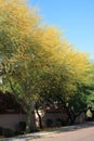 Xeriscaped Road Shoulder with blooming Palo Verde Tree and Desert Shrubs