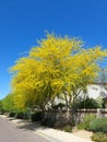 Xeriscaped Road Shoulder with blooming Palo Verde Tree