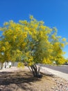 Xeriscaped Road Shoulder with blooming Palo Verde Tree