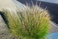 Clump of Fountain Grass (Pennisetum setaceum) in Winter