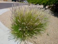 Xeriscaping Pennisetum Setaceum Grass (Fountain grass