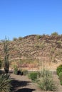 Xeriscaping at Vision Hills in Phoenix, AZ Royalty Free Stock Photo