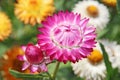 Xerochrysum bracteatum blossoming in garden. flower of strawflower in bloom