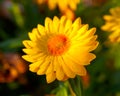 Xerochrysum bracteatum Royalty Free Stock Photo