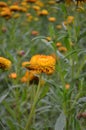 Xerochrysum bracteatum, commonly known as the golden everlasting, strawflower. Asteraceae annual. Paper flowers. Royalty Free Stock Photo