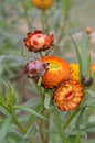 Xerochrysum bracteatum, commonly known as the golden everlasting, strawflower. Asteraceae annual. Paper flowers. Royalty Free Stock Photo