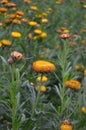 Xerochrysum bracteatum, commonly known as the golden everlasting, strawflower. Asteraceae annual. Paper flowers Royalty Free Stock Photo