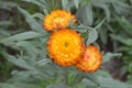 Xerochrysum bracteatum, commonly known as the golden everlasting, strawflower. Asteraceae annual. Paper flowers. Royalty Free Stock Photo