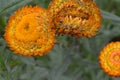 Xerochrysum bracteatum, commonly known as the golden everlasting, strawflower. Asteraceae annual. Paper flowers. Royalty Free Stock Photo