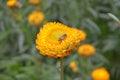 Xerochrysum bracteatum, commonly known as the golden everlasting, strawflower. Asteraceae annual. Paper flowers. Royalty Free Stock Photo