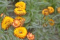 Xerochrysum bracteatum, commonly known as the golden everlasting, strawflower. Asteraceae annual. Paper flowers. Royalty Free Stock Photo