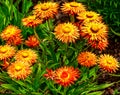 Summer flowerbed with garden straw flower Xerochrysum bracteatum