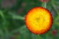 Xerochrysum bracteatum Everlasting Flower Royalty Free Stock Photo