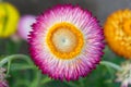 Xerochrysum bracteatum Everlasting Flower Royalty Free Stock Photo