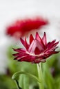 Xerochrysum bracteatum, strawflower, paper daisy, flower head