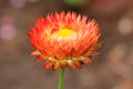 Xerochrysum bracteatum (Vent.) Tzvelev flower Royalty Free Stock Photo