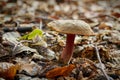 Xerocomellus chrysenteron in a forest