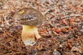 Xerocomellus chrysenteron, fungus