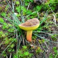 Xerocomellus pruinatus mushroom