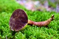 Xerocomellus pruinatus mushroom