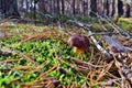 Xerocomus badius edible mushroom