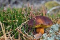 Xerocomus badius edible mushroom Royalty Free Stock Photo