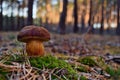 Xerocomus badius edible mushroom