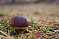 Xerocomus badius edible mushroom