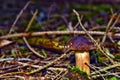 Xerocomus badius mushroom grow in the forest Royalty Free Stock Photo