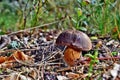 Xerocomus badius mushroom grow in the forest Royalty Free Stock Photo