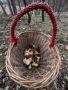 Xerocomus badius mushrooms in a basket on a forest glade Royalty Free Stock Photo