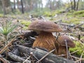 Xerocomus badius mushrooms grow in the forest Royalty Free Stock Photo