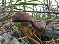 Xerocomus badius mushrooms grow in the forest Royalty Free Stock Photo