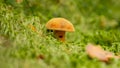 Xerocomus chrysenteron - edible mushroom