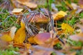 Xerocomus ferrugineus mushroom in forest Royalty Free Stock Photo