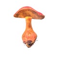 Xerocomus rubellus mushroom Royalty Free Stock Photo