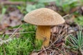 Xerocomus subtomentosus close up