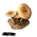 Xeromphalina campanella, golden trumpet or bell Omphalina mushroom closeup digital art illustration. Boletus has thin brown stalk