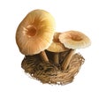 Xeromphalina campanella, golden trumpet or bell Omphalina mushroom closeup digital art illustration. Boletus has thin brown stalk