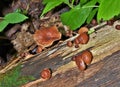 Xeromphalina Campanella growing on Dead Tree