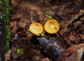 Xeromphalina Campanella growing on Dead Tree Royalty Free Stock Photo