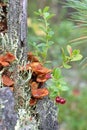 Xeromphalina campanella. Mushrooms and cranberries close up on a stump in the taiga