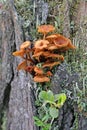 Xeromphalina campanella. Mushrooms and lichens close up on a stump in the taiga