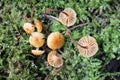 Xeromphalina campanella mushrooms in wild